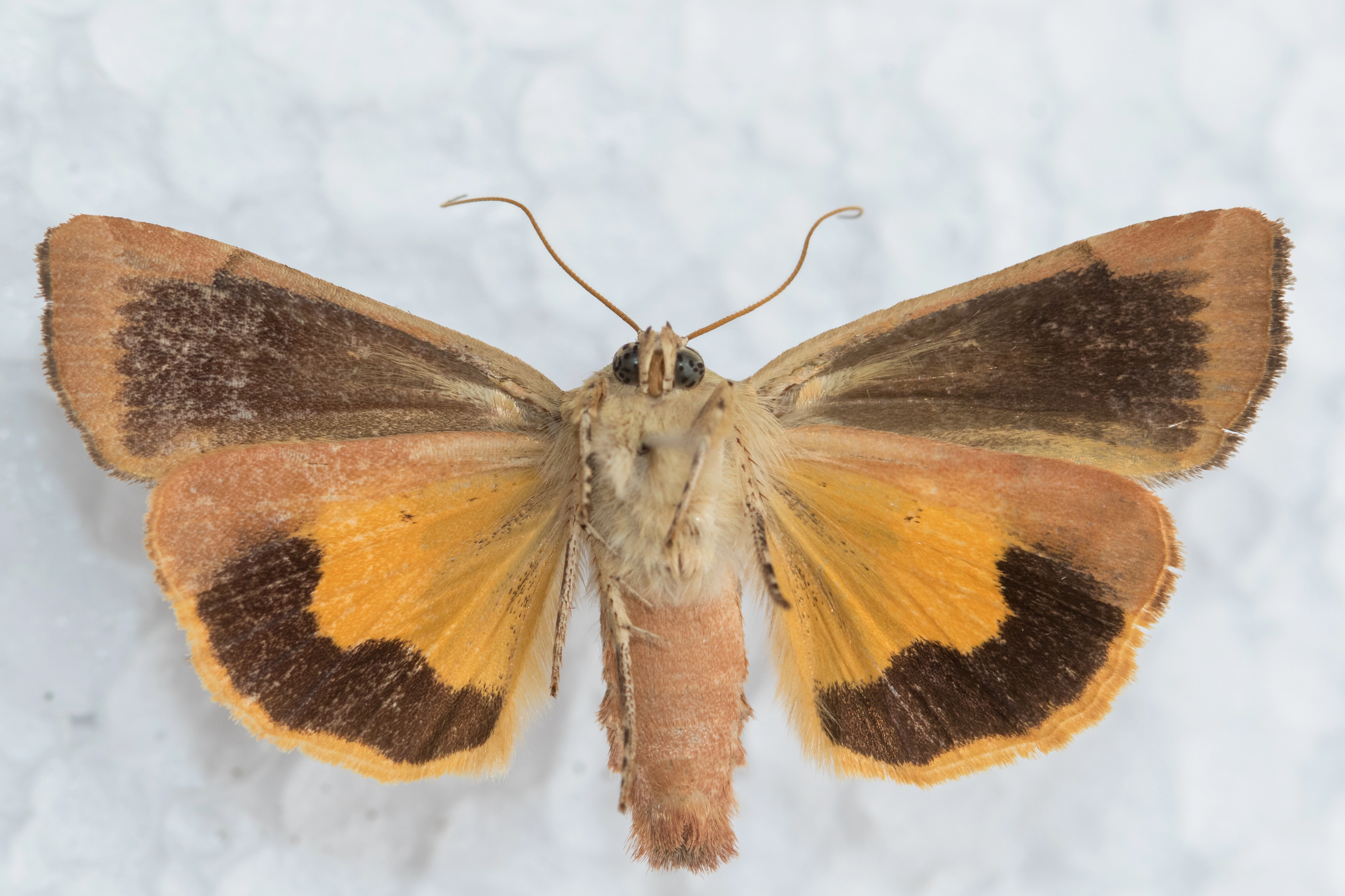 20190829_Jurriën van Deijk_13 8 2017, open breedbandhuismoeder, wijchen204.jpg